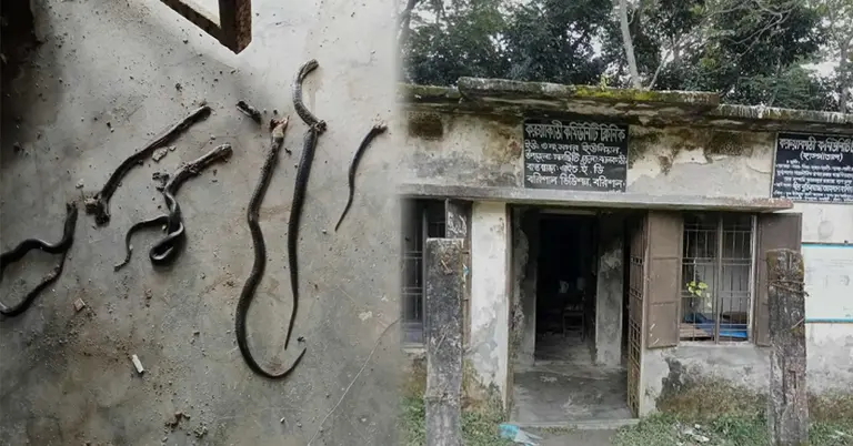 ‎ঝালকাঠির কমিউনিটি ক্লিনিকে একসঙ্গে সাতসাপ